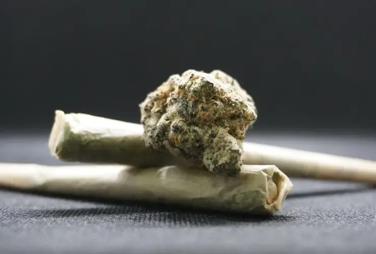 Haxixe Dry: A Forma Mais Pura da Cannabis Concentrada 51 maconha back